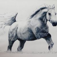 Grey horse2, pastel, 70x100 cm